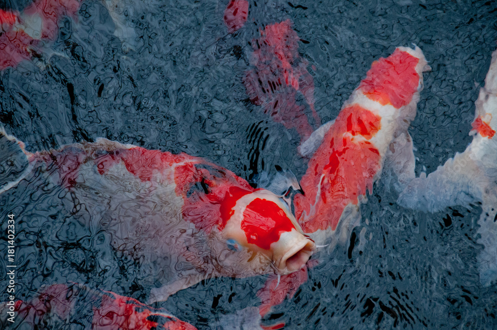 Japanese bright orange red carp fish in sacred pond Japanese bright orange red carp fish in sacred pond