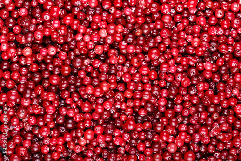 ripe cranberries are scattered ripe cranberries are scattered