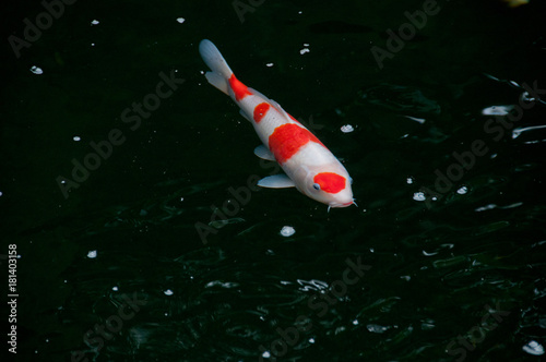 Japanese bright orange red carp fish in sacred pond photo
