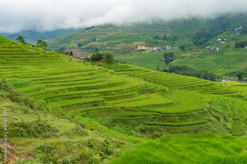 Spectacular rice terraces with green rice grass Spectacular rice terraces with green rice grass
