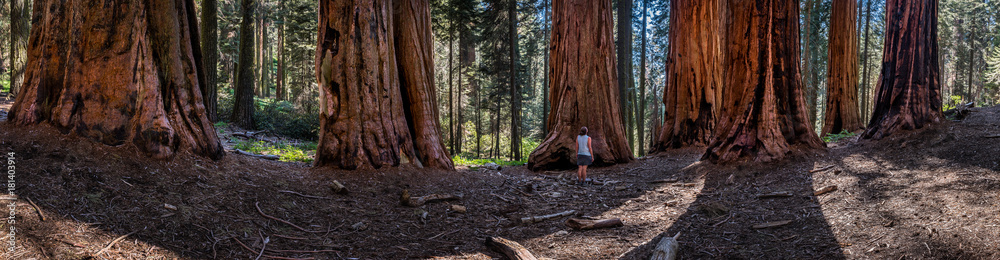 Panorama of Woman in Sequoia Grove Panorama of Woman in Sequoia Grove