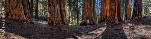 Panorama of Woman in Sequoia Grove