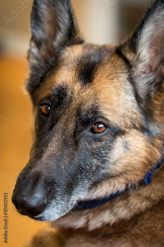 German Shepherd dog looking at camera