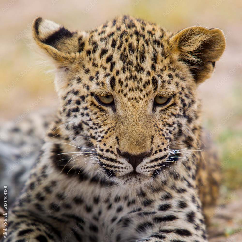 leopardo giovane cucciolo