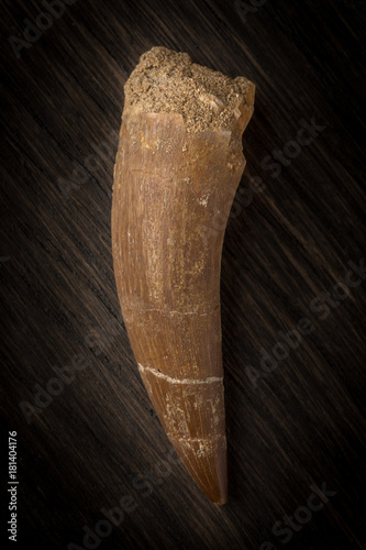 Fossil Plesiosaurus Tooth on wood background