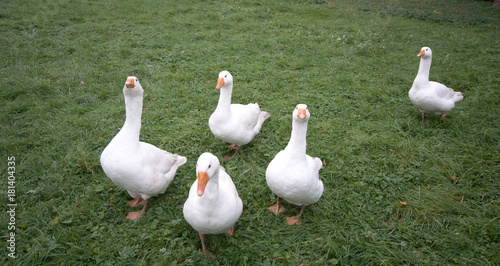 Martinsgans
