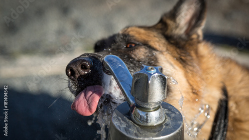 German Shepherd dog taking a break from playing to drink from faucet