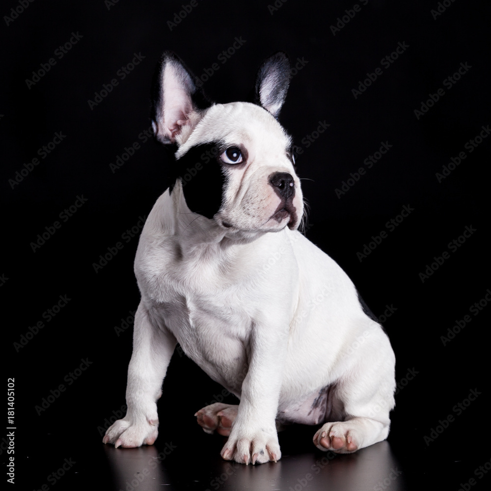 French Bulldog Dog  on black background