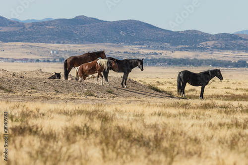 Wild Horses on the Utah Desert © natureguy