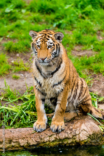 beautiful  tiger. Panthera tigris