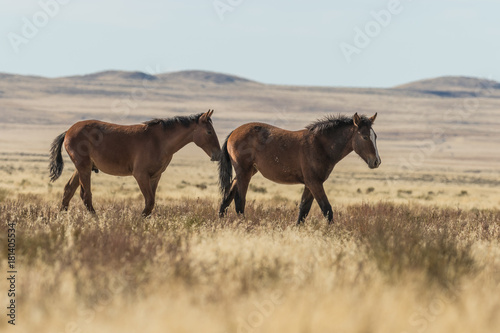 Wild Horses on the Utah Desert © natureguy