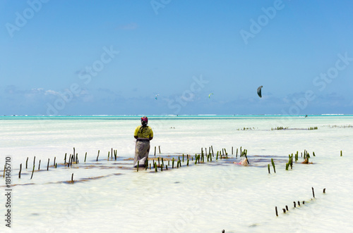 woman working in seaweed cultivation during low tide in Jambiani, Zanzibar, Tanzania Africa