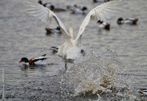 Slika na platnu Hooper Swan taking off