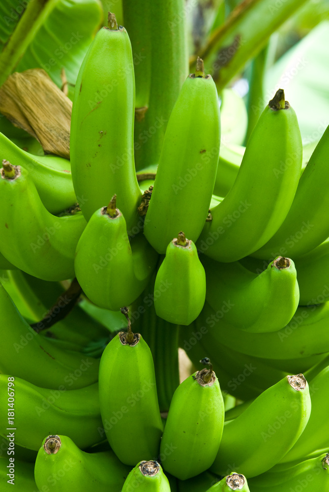 Bananas Bananas