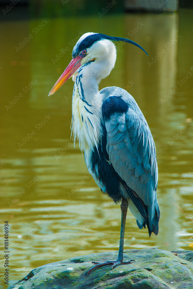 Fototapeta premium Heron