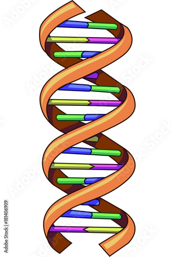 Double helix of DNA with the four base types, adenine, thymine, cytosine and guanine