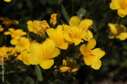 Canvastavla "Golden Flax" flower (or Yellow Flax, Gelber Lein, Crimean Flax, Gold of Pleasure) in St