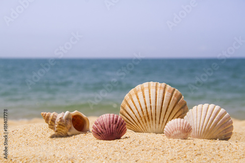 scalloop shells in sand on beach