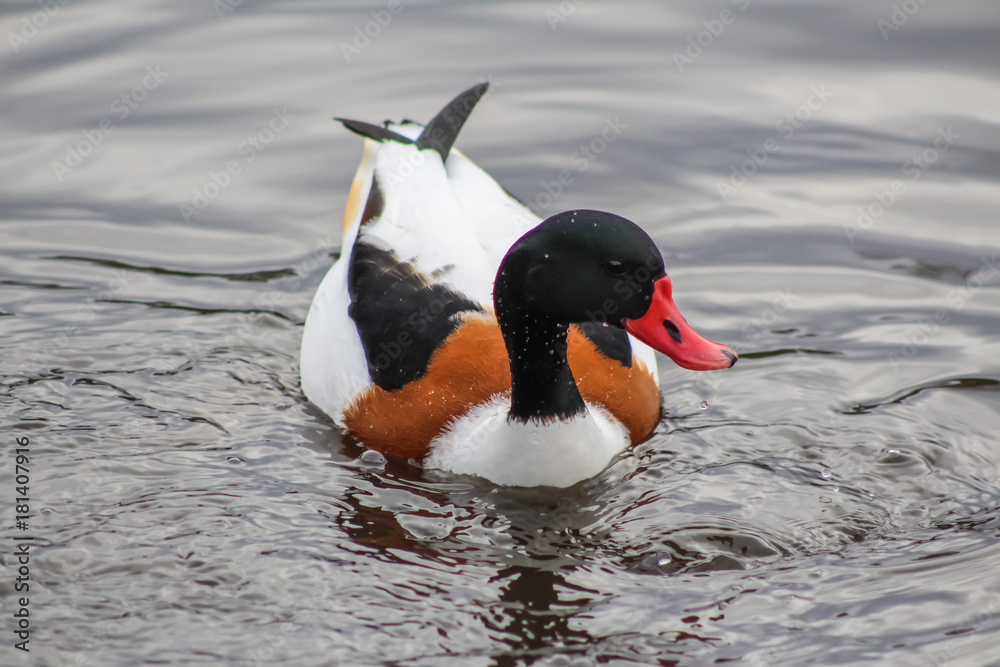 Naklejka premium shell duck 1