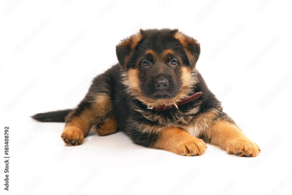 Adorable German Shepherd puppy lying down indoors on a white background