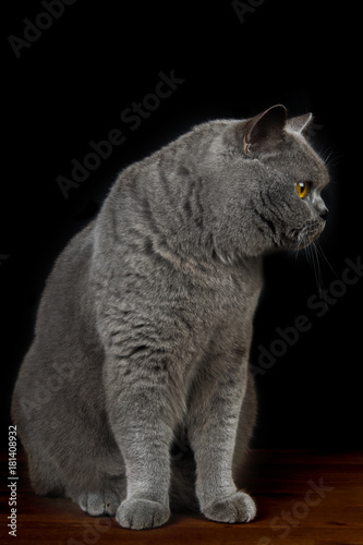 Beautiful British short-haired cat on a black background, close-up