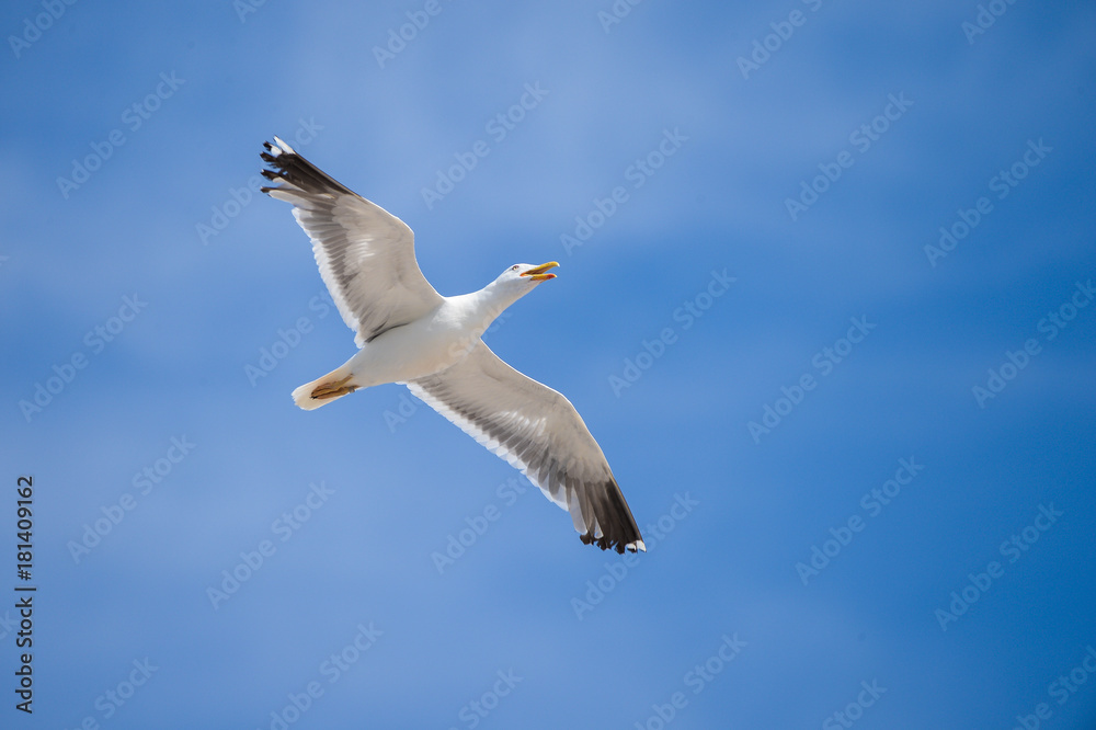 Möwe Möwe