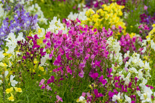 Colorful sweet pea flowers