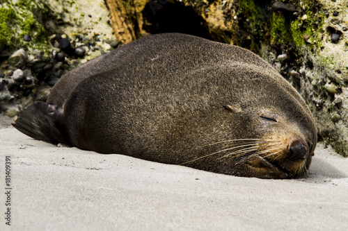 seal sleeping on a beach