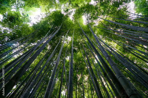 Famous bamboo grove at Arashiyama, Kyoto  photo