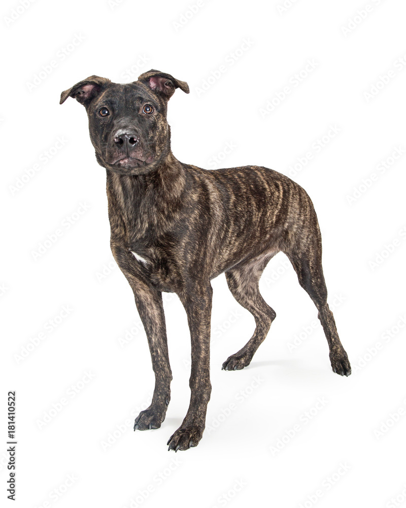 Brindle Crossbreed Dog Standing on White Brindle Crossbreed Dog Standing on White