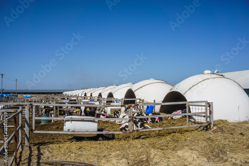 Row of Calf Houses on dairy farm, Livestock stable boxes in bubble form © DedMityay