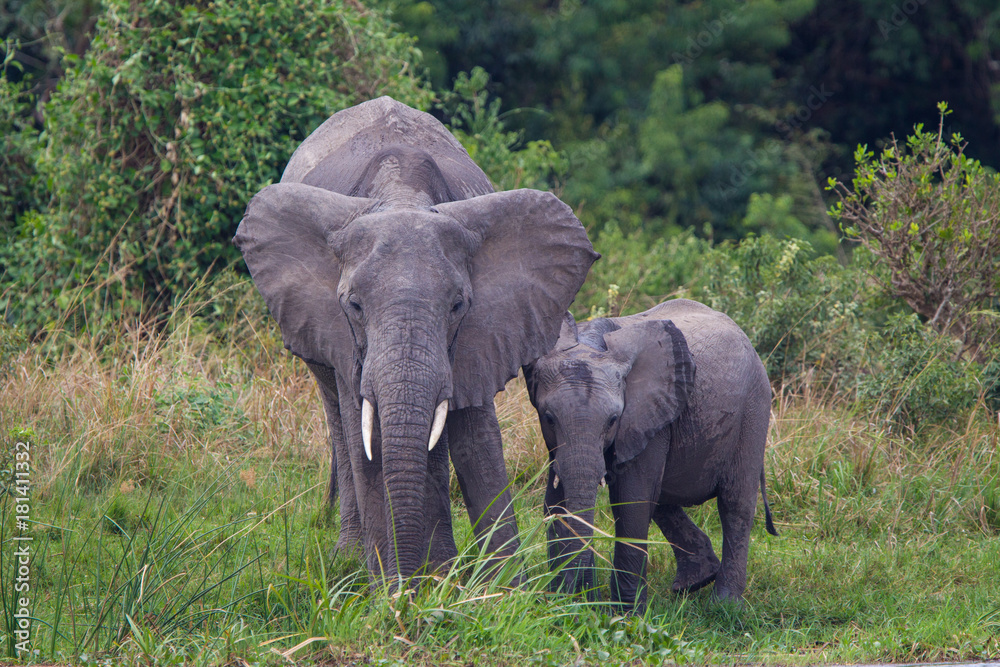 Elefanti Uganda cascate del Nilo