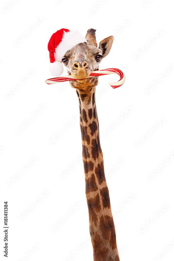 Naklejka premium Żyrafa Boże Narodzenie Z Candy Cane