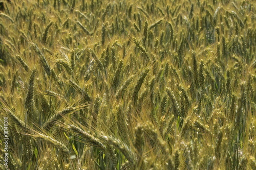 Green "Triticale" wheat ears in St. Gallen, Switzerland. It's a hybrid of wheat (Triticum) and rye (Secale).