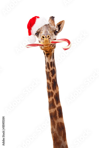 Christmas Giraffe With Candy Cane