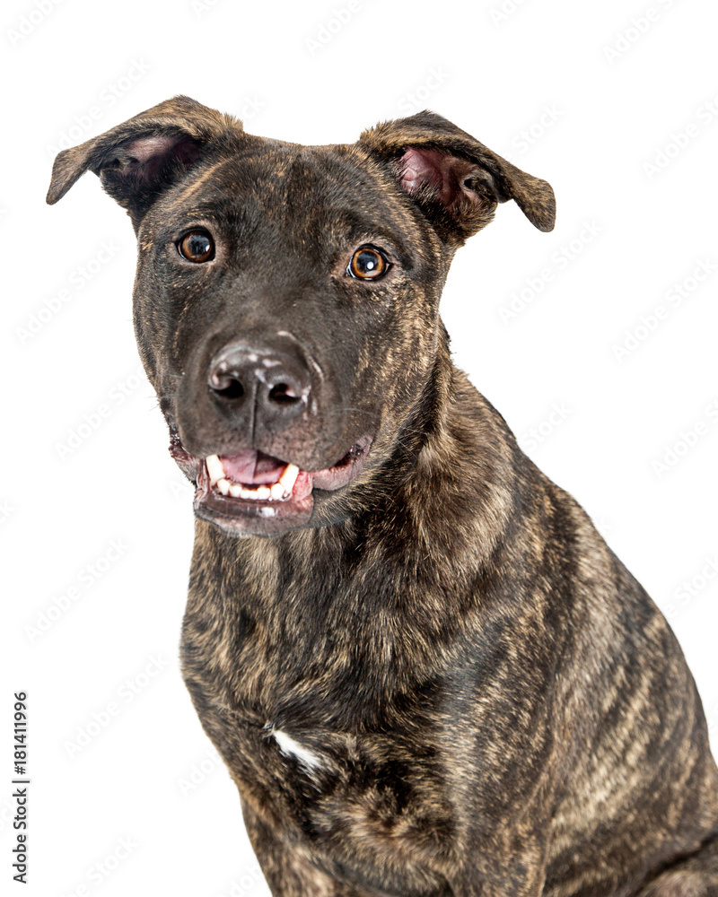 Naklejka premium Closeup Happy Mixed Breed Terrier Dog