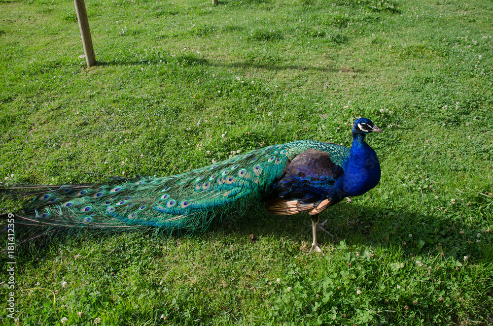 Obraz premium pavo, germany ,sud,