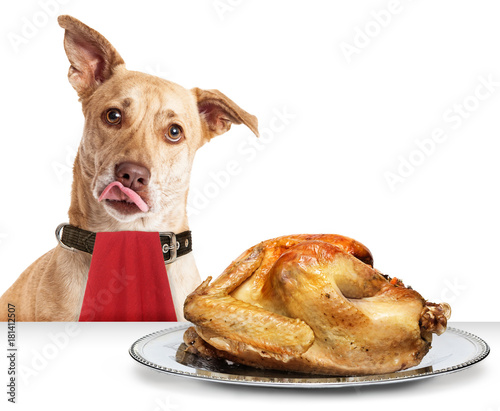 Fototapeta Naklejka Na Ścianę i Meble -  Dog Hungry for Thanksgiving Turkey
