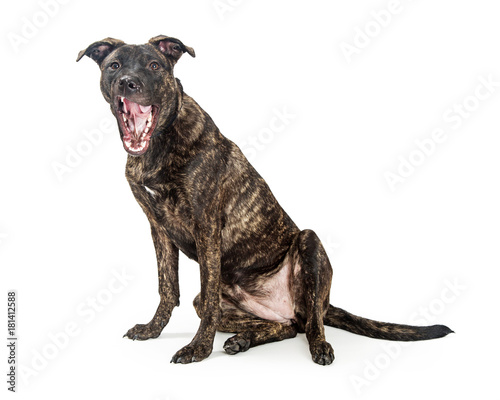 Dog With Funny Expression Isolated on White