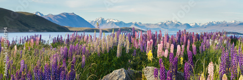 new zealand lupins in spring © Libor