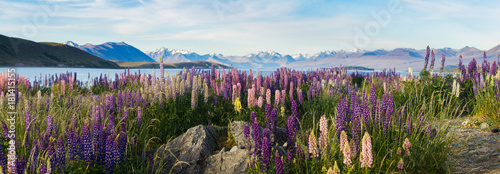Canvastavla new zealand lupins in spring