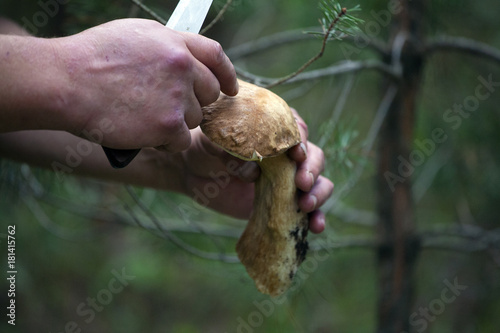 Freshly cut mushroom in the hands of a mushroom picker