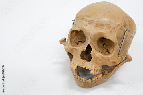 Human skull on the white background
