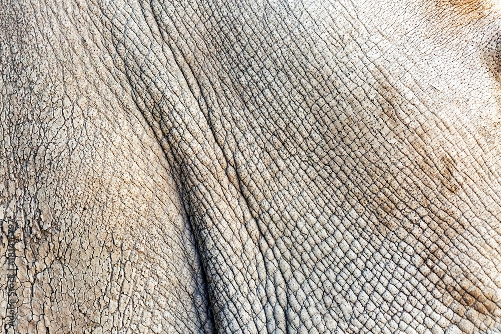 Fototapeta premium Biały Nosorożec Zbliżenie Tekstury Skóry