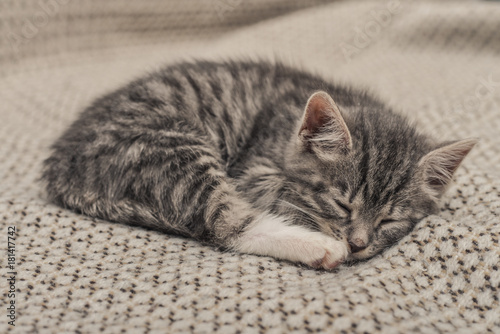 Cute little grey kitten sleeping © tashka2000