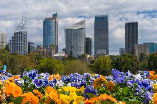 Photography Colourful spring flowers with Sydney cityscape on the background
