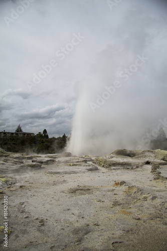 Wallpaper Mural lupins lake tekapo new zealan Torontodigital.ca