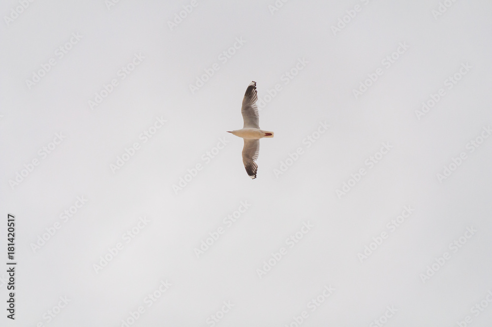 Obraz premium Flying Silver gull with wings spread