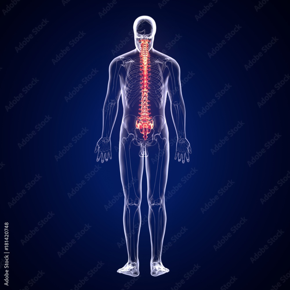 3d illustration of human body spinal card 3d illustration of human body spinal card