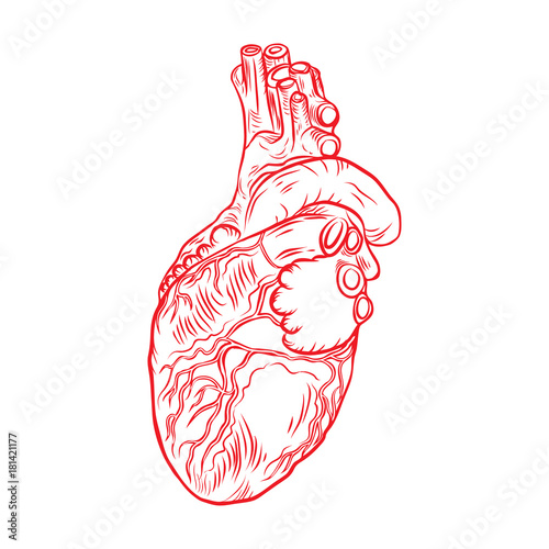 Red human heart with aorta, veins and arteries isolated on white background. For cardiology or medical design. Hand drawn flesh tattoo concept. Vector.